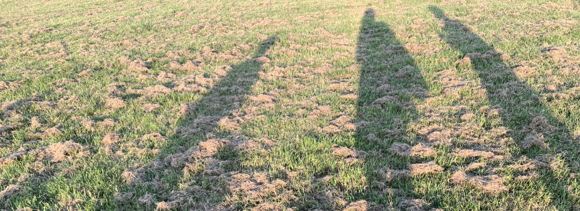 Estuary Adventures: Walk 1: Seafront