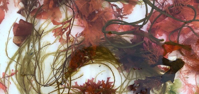 How to press seaweeds, a video guide