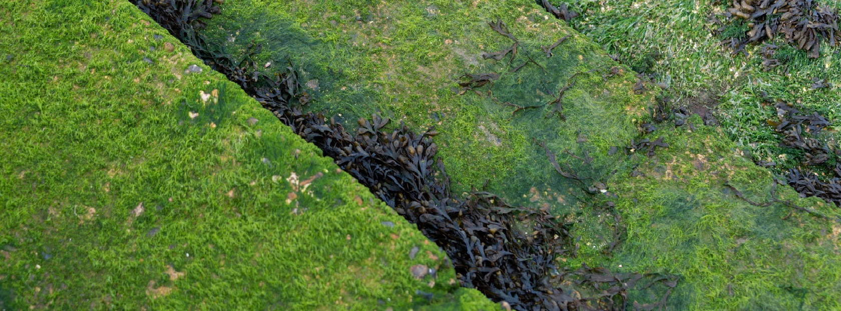 Sun 23 May - 16:00-17:30 - Estuary Bioregionalism