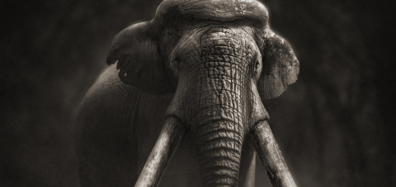 The Ebbsfleet Elephant